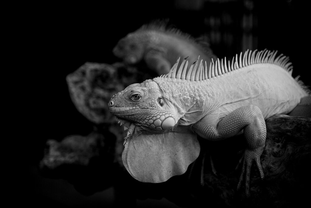 ひとめぼれとササニシキの違いはどこにあるのか？