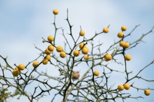 ひとめぼれとササニシキの違いを詳しく解説しますか？