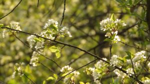 特A米とはどんな意味があるのか解説しますか？