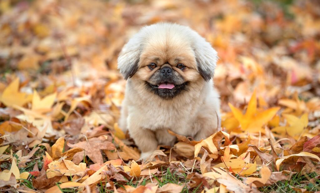 あきたこまちとつや姫の違いは何ですか？