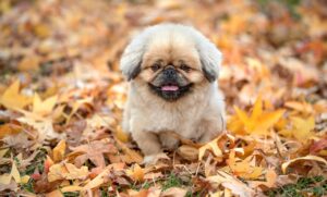 あきたこまちとつや姫の違いは何ですか？