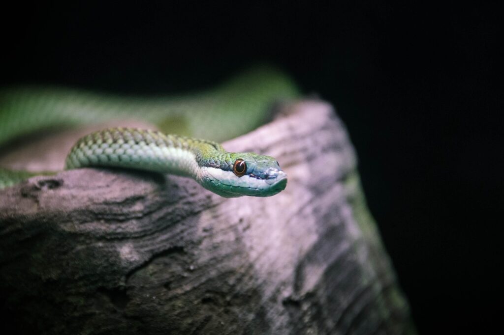 ゆめぴりかとななつぼしの違いを徹底解説しますか？