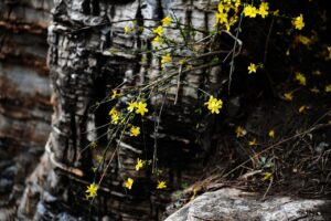 粘り強い米の品種はどれが人気ですか？