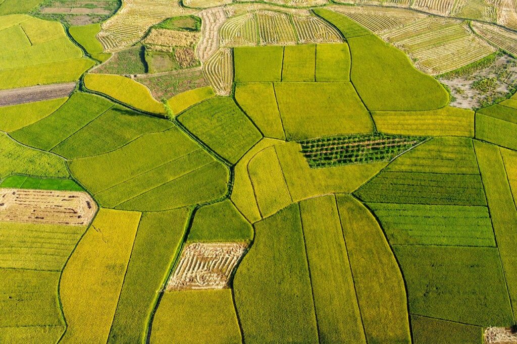 ブランド米の選び方で押さえておくべきポイントは？