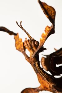 米びつのおすすめと効果的な虫対策方法は？