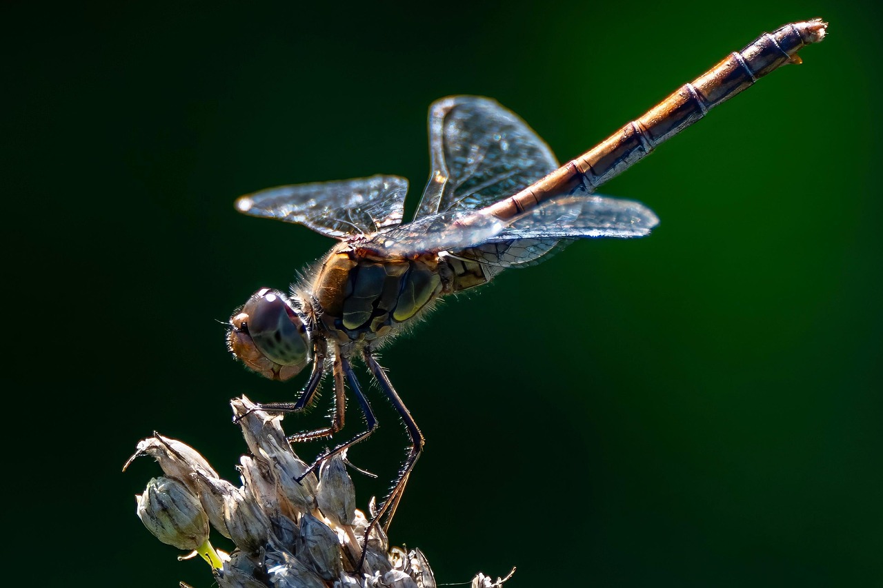 米びつのおすすめと虫対策はどうすればいい？