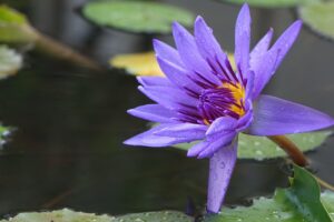 新米の軟水と硬水では味にどのような違いがあるのか？