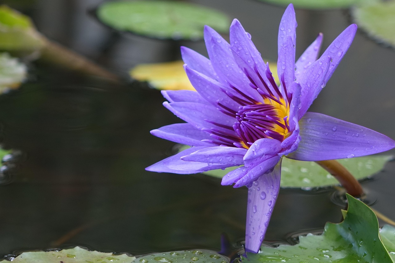 新米の軟水と硬水では味にどのような違いがあるのか？