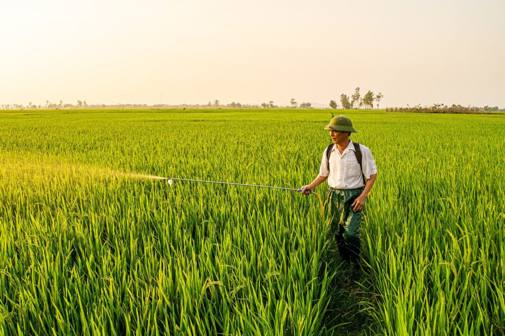 新米の特別栽培米を選ぶ際のポイントは？