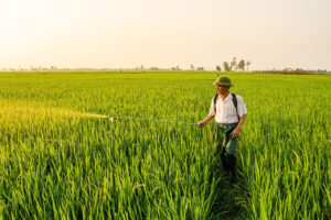 新米の特別栽培米を選ぶ際のポイントは？