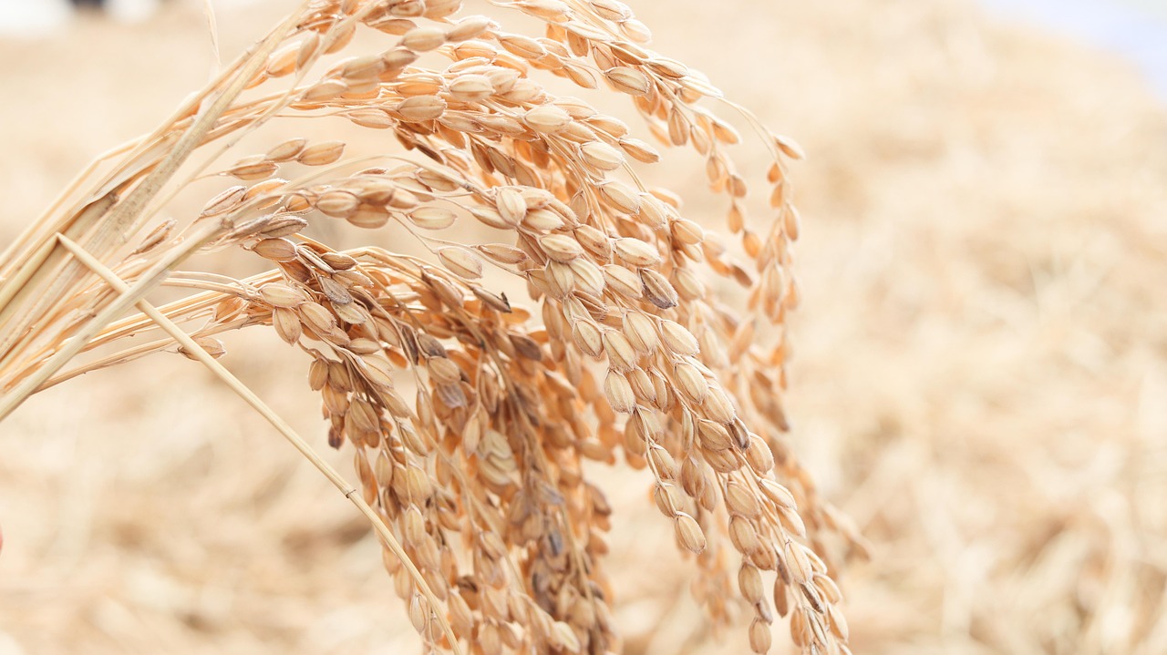 新米丼向けの美味しい米の選び方は？