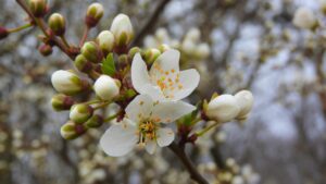 新米特Aの意味と選び方を知りたいのですが？