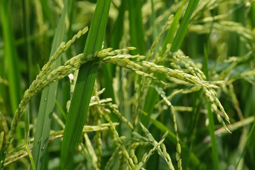 新米と雑穀を混ぜる比率はどのくらいが理想？