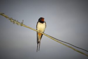 新米のぬかの残りはどうやって取り方すれば良いの？